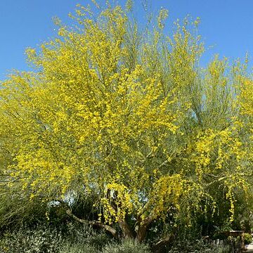 Parkinsonia florida unspecified picture