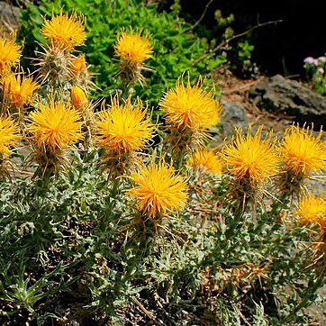 Centaurea odyssei unspecified picture