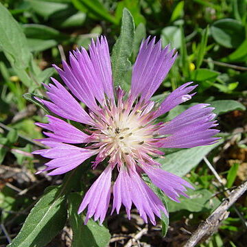 Centaurea unspecified picture