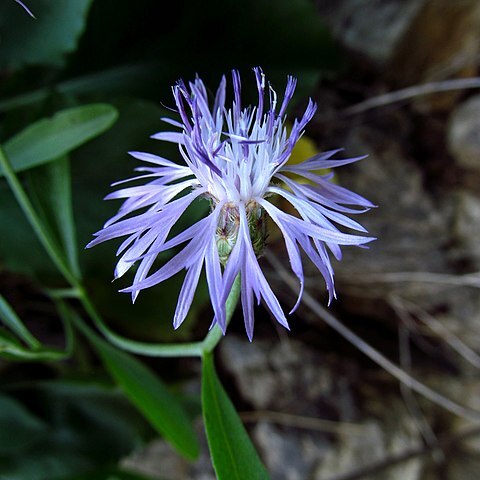 Centaurea derventana unspecified picture