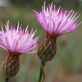 Centaurea exarata unspecified picture