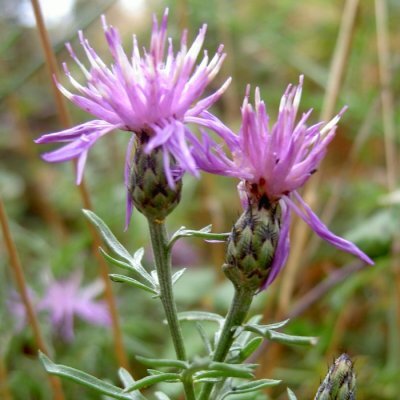 Centaurea limbata unspecified picture