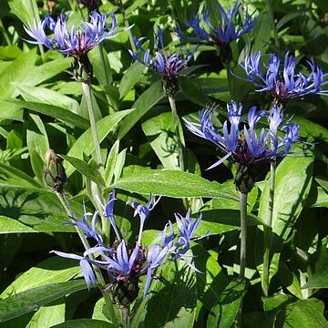 Centaurea mollis unspecified picture