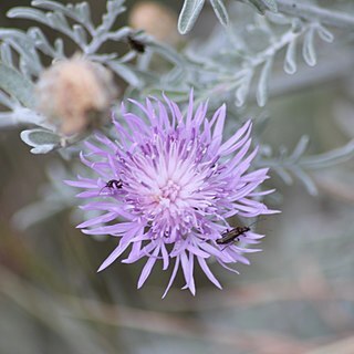 Centaurea leucadea unspecified picture