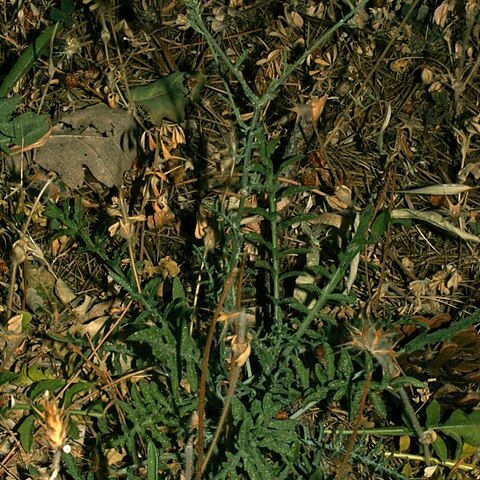 Centaurea sicana unspecified picture