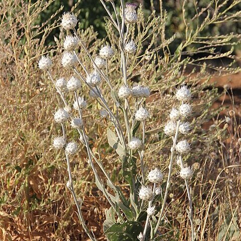 Centaurea kurdica unspecified picture