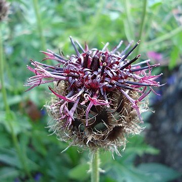 Centaurea kotschyana unspecified picture