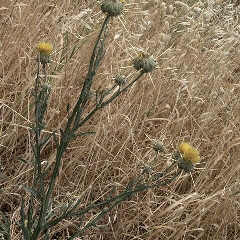 Centaurea verutum unspecified picture