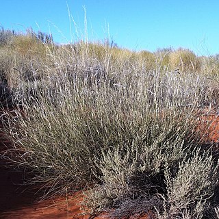 Centropodia glauca unspecified picture