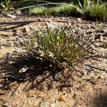 Centrolepis fascicularis unspecified picture