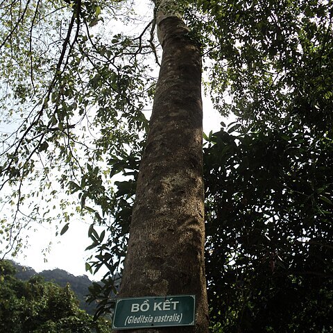 Gleditsia australis unspecified picture