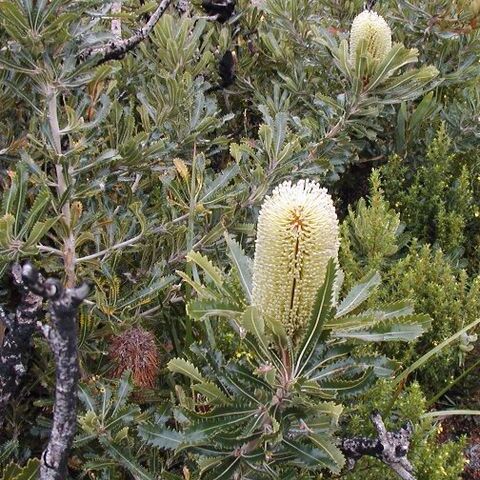 Banksia aemula unspecified picture