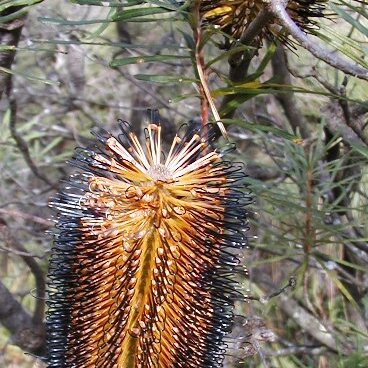 Banksia spinulosa var. cunninghamii unspecified picture