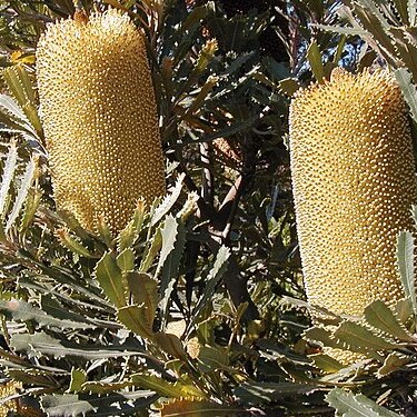 Banksia media unspecified picture