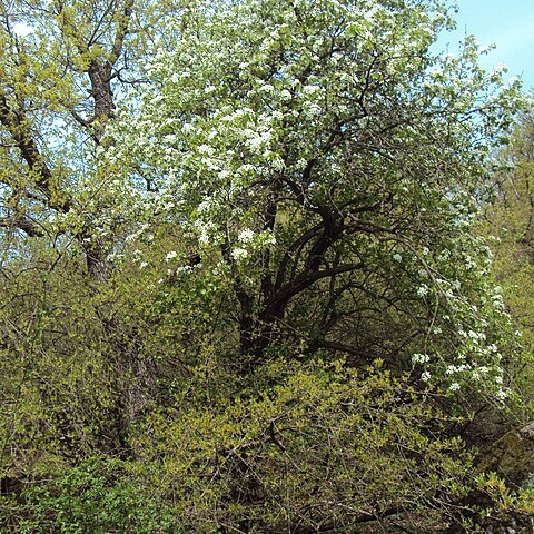 Pyrus pyraster unspecified picture