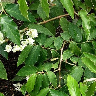 Begonia undulata unspecified picture