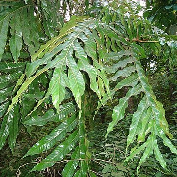 Heliciopsis lobata unspecified picture