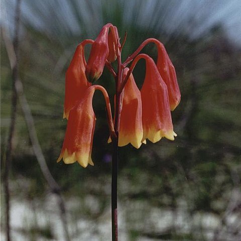 Blandfordia grandiflora unspecified picture