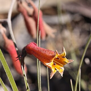 Blancoa canescens unspecified picture