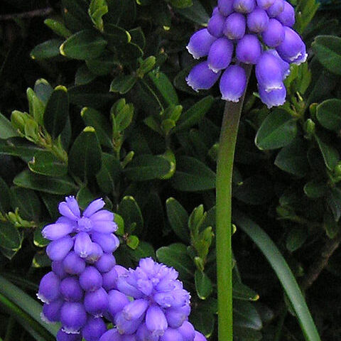 Muscari unspecified picture