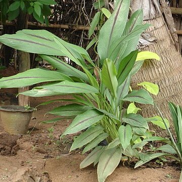 Curcuma caesia unspecified picture