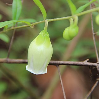 Blinkworthia unspecified picture