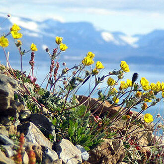 Potentilla chamissonis unspecified picture