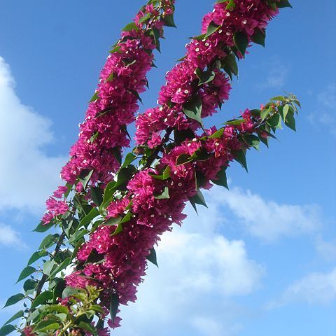 Bougainvillea peruviana unspecified picture