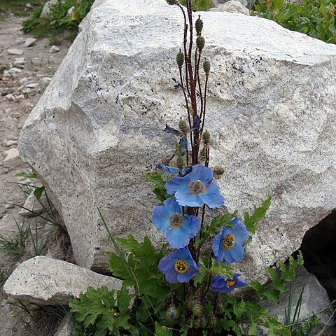 Meconopsis aculeata unspecified picture