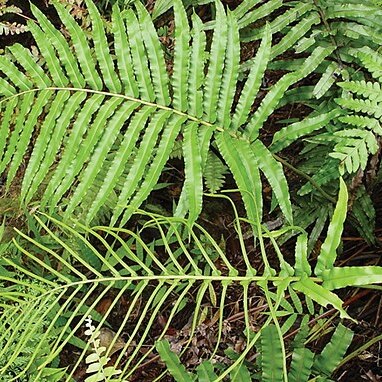 Blechnum pacificum unspecified picture