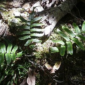 Blechnum procerum unspecified picture