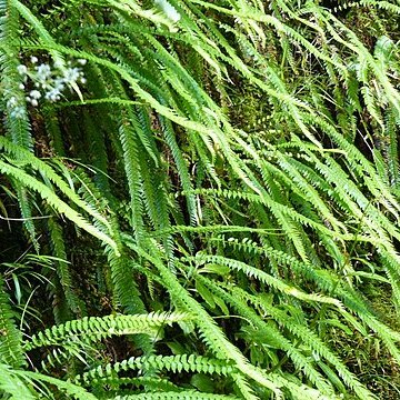 Blechnum arcuatum unspecified picture