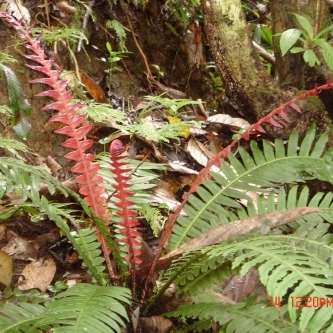 Blechnum egregium unspecified picture