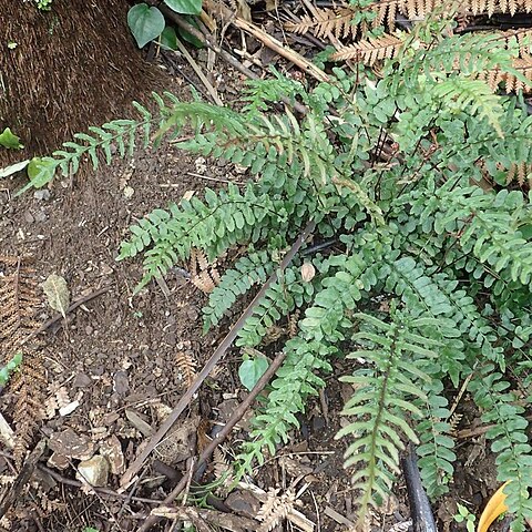 Blechnum molle unspecified picture