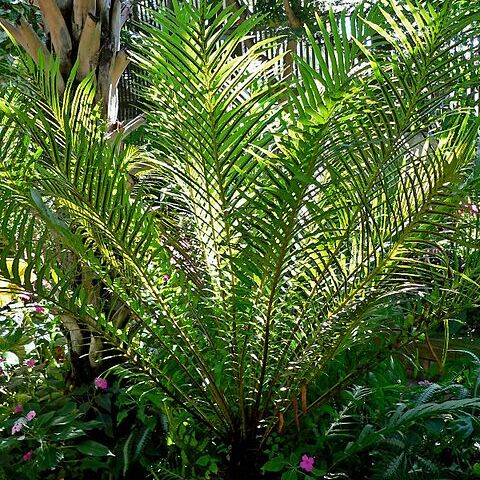 Blechnum moorei unspecified picture