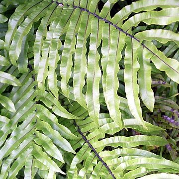 Blechnum minus unspecified picture