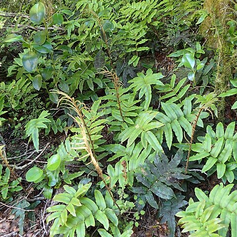 Blechnum montanum unspecified picture