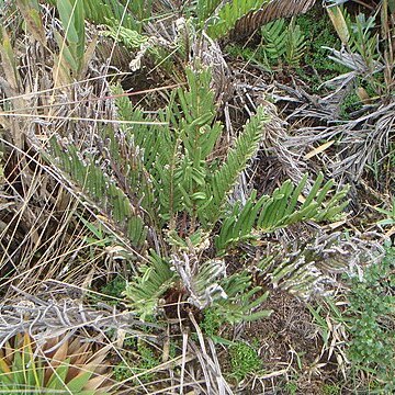 Blechnum schomburgkii unspecified picture