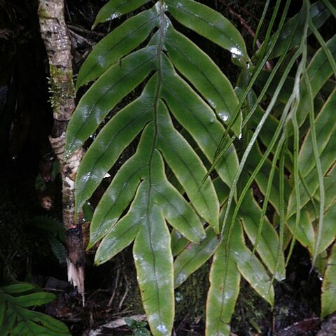 Blechnum colensoi unspecified picture