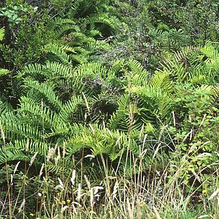 Blechnum unspecified picture