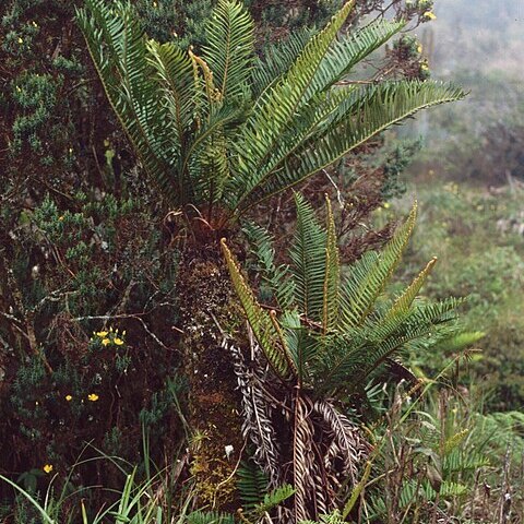 Blechnum auratum unspecified picture