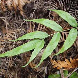 Blechnum gregsonii unspecified picture