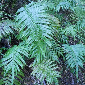 Blechnum novae-zelandiae unspecified picture