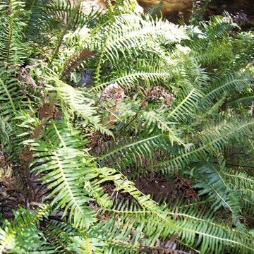 Blechnum nudum unspecified picture