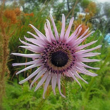 Berkheya purpurea unspecified picture