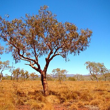 Corymbia terminalis unspecified picture