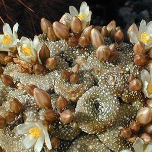 Blossfeldia liliputana unspecified picture