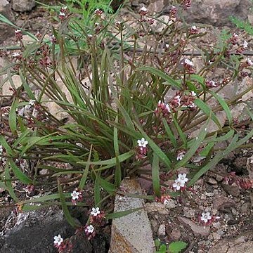 Claytonia exigua unspecified picture