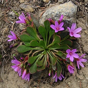 Claytonia megarhiza unspecified picture