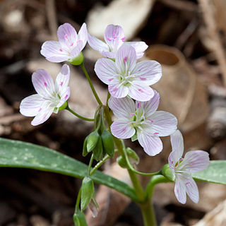 Claytonia unspecified picture